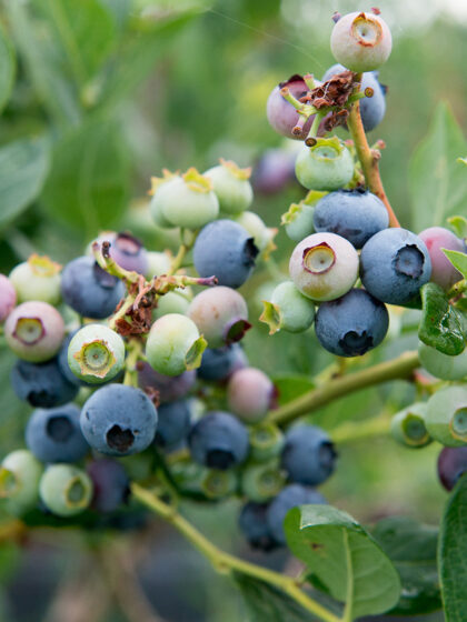 Και όμως, εξάγουμε blueberries