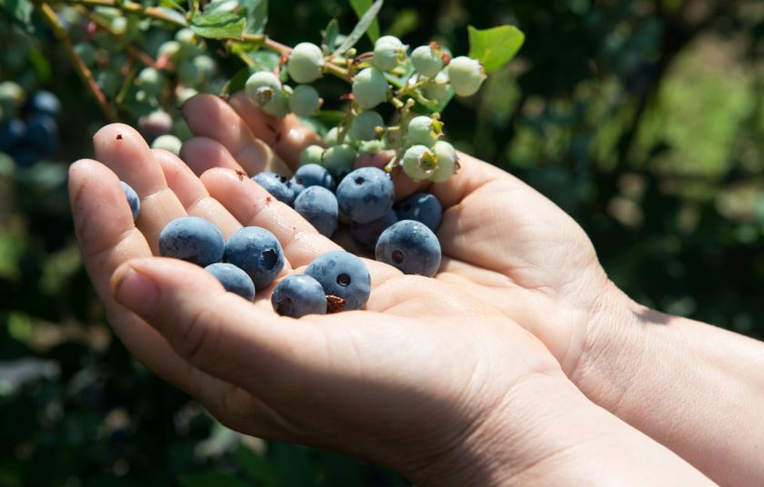Και όμως, εξάγουμε blueberries