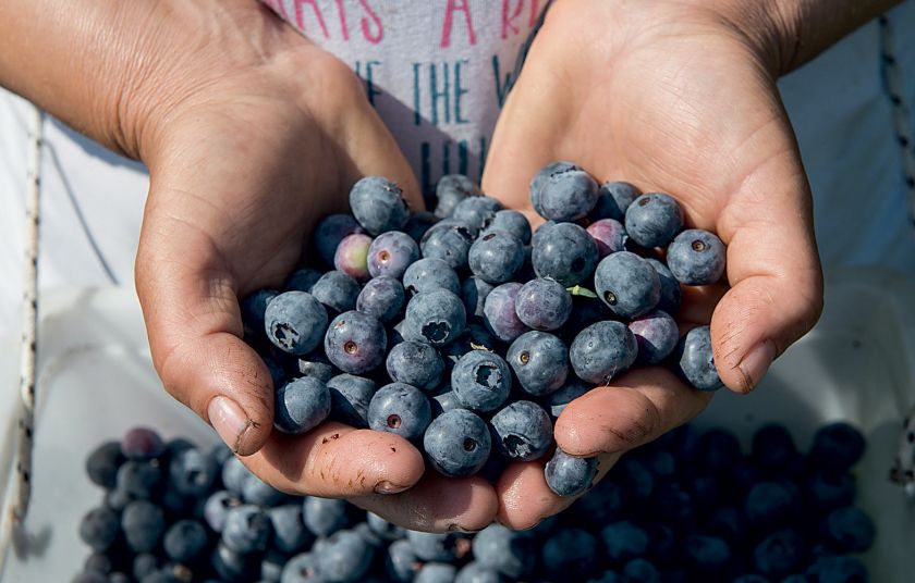 EcoBlueberries: Τα μύρτιλα από το Αμύνταιο που προτιμούν οι Γερμανοί