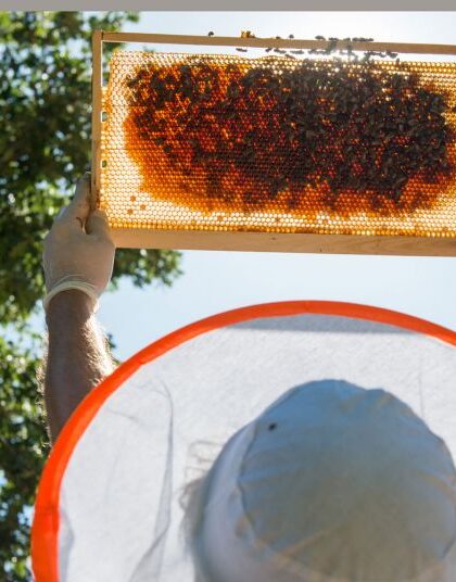 Ευσυνείδητη μελισσοκομία