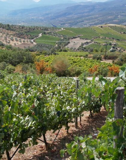 Peloponnese wine festival – Πολύτροπος, πολυστάφυλος Πελοπόννησος