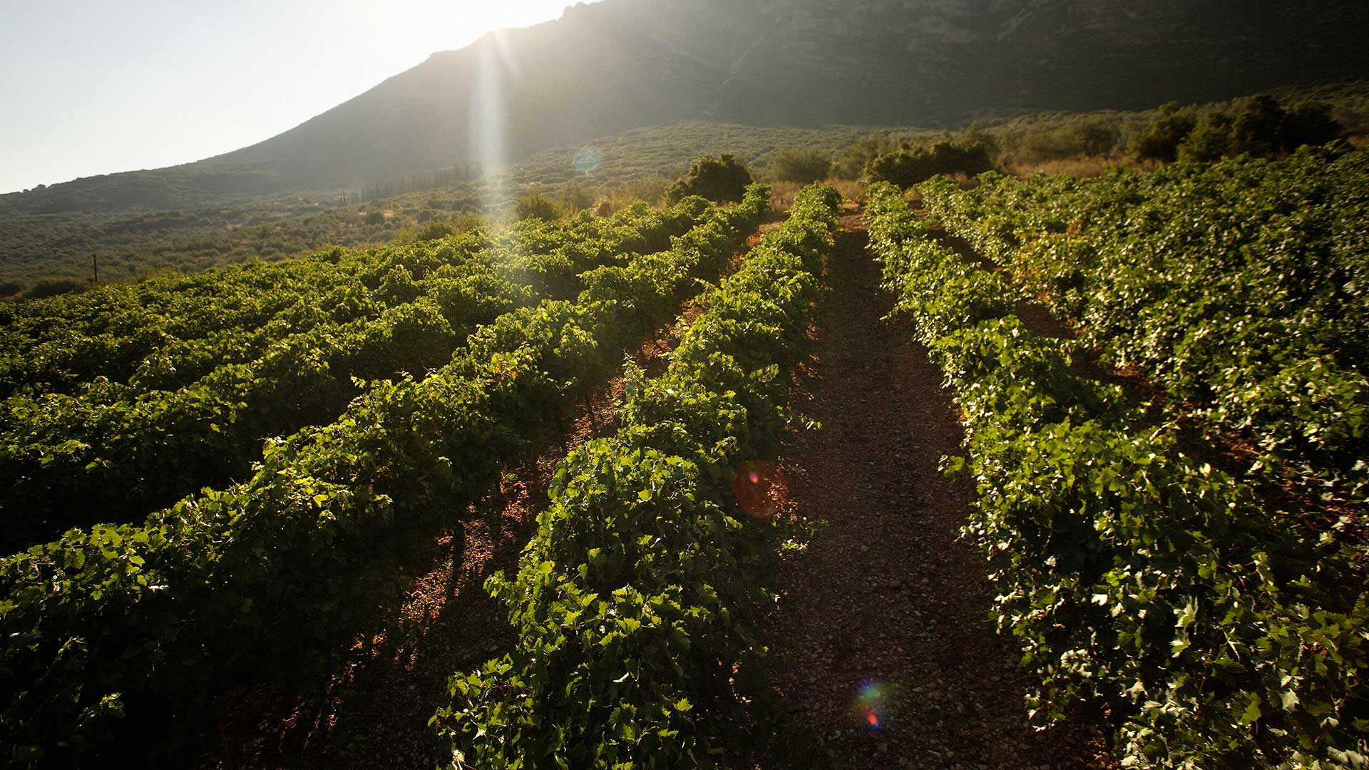 Γιώργος Σκούρας: «Ο Μοριάς είναι το Ελ Ντοράντο του κρασιού»