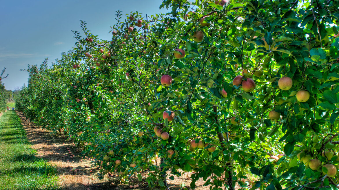 Μήλα: Tο πορτρέτο της ελληνικής παραγωγής