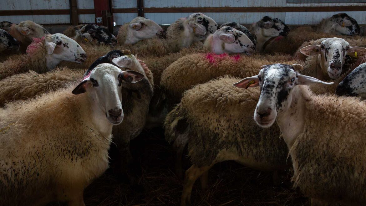 Καραγκούνικο πρόβατο: μια ελληνική ράτσα αξιώσεων