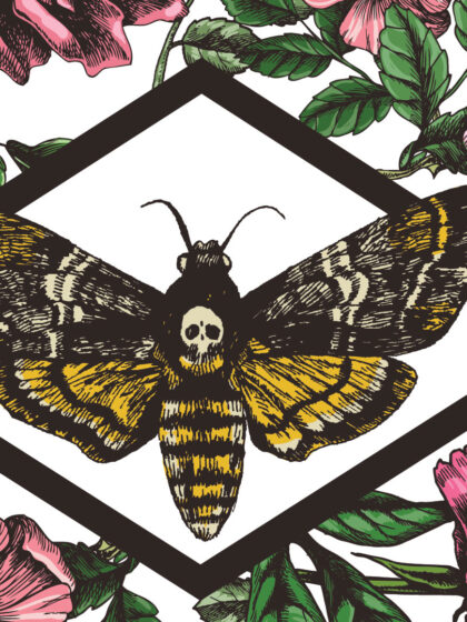 Στην κυψέλη: Πώς η λαιμαργία της αχερόντιας πεταλούδας την οδηγεί στον θάνατο