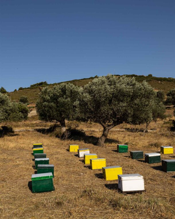 Μέλι, το κορυφαίο προϊόν της αττικής γης