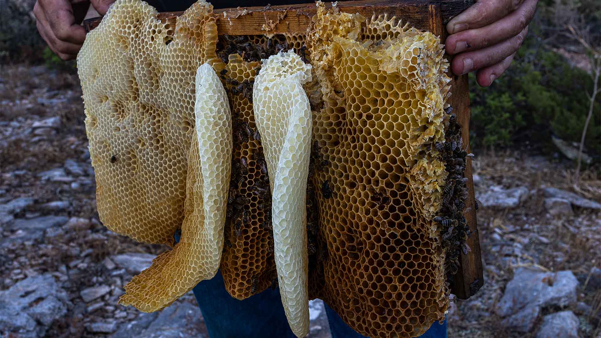 Μέλι, το κορυφαίο προϊόν της αττικής γης