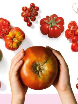 Ντοματολόγιο: Τι ντομάτες κυκλοφορούν στην Ελλάδα;
