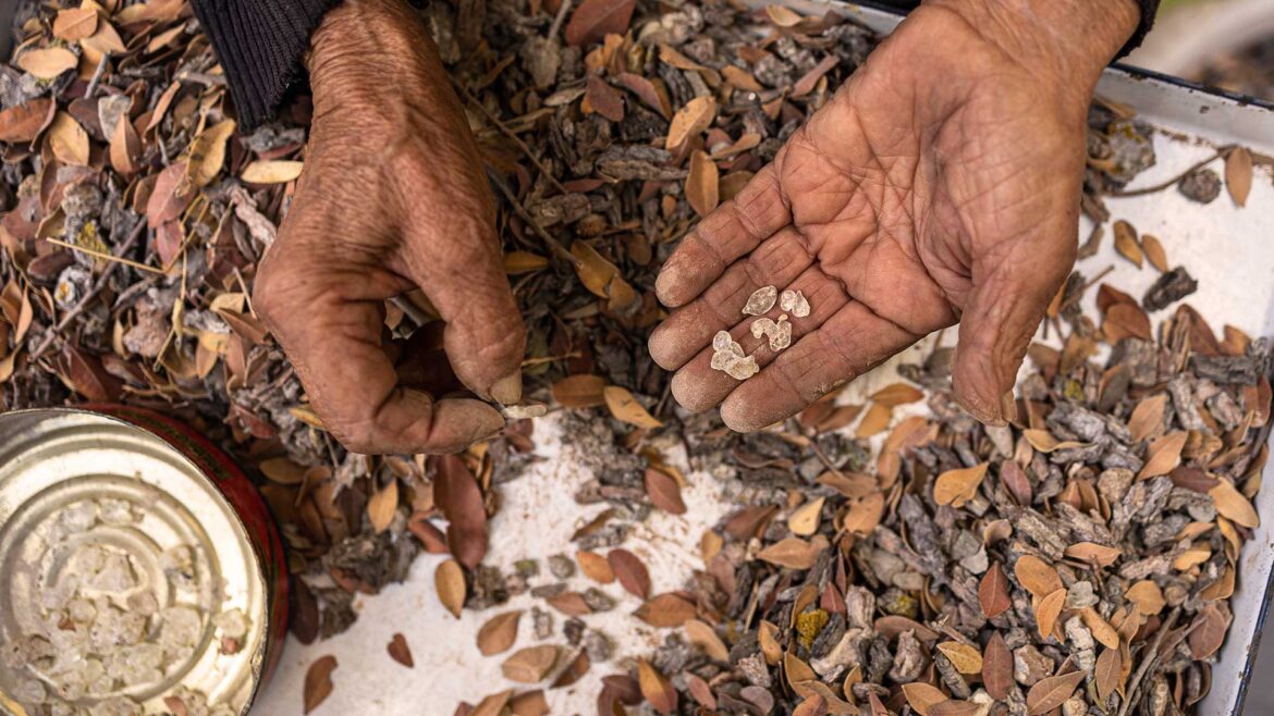 Πώς η μαστίχα Χίου ξέφυγε από παραδοσιακό προϊόν και κατακτά νέες αγορές