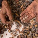 Πώς η μαστίχα Χίου ξέφυγε από παραδοσιακό προϊόν και κατακτά νέες αγορές