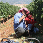 Γιατί αξίζει να γνωρίσετε τα κρασιά του Λιβάνου
